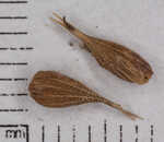 Hairyfruit sedge